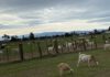 State bill threatens local goat grazing business