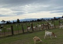 State bill threatens local goat grazing business