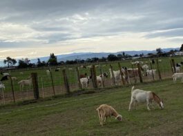 State bill threatens local goat grazing business