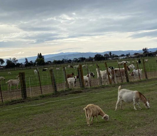 State bill threatens local goat grazing business