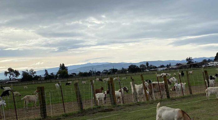 State bill threatens local goat grazing business