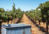 Master Sommelier David Glancy to headline Vine to Wine celebration