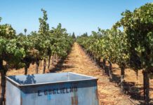 Master Sommelier David Glancy to headline Vine to Wine celebration