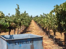 Master Sommelier David Glancy to headline Vine to Wine celebration