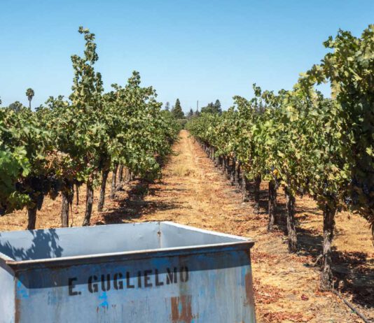 Master Sommelier David Glancy to headline Vine to Wine celebration