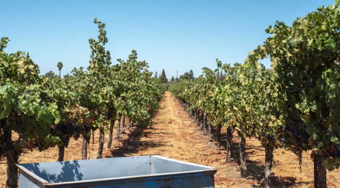 Master Sommelier David Glancy to headline Vine to Wine celebration