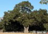 Residents push to save giant oak from housing development