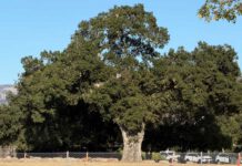 Residents push to save giant oak from housing development
