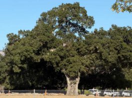 Residents push to save giant oak from housing development