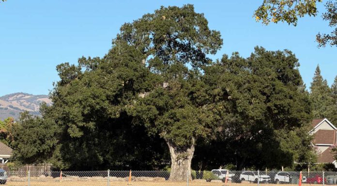 Residents push to save giant oak from housing development